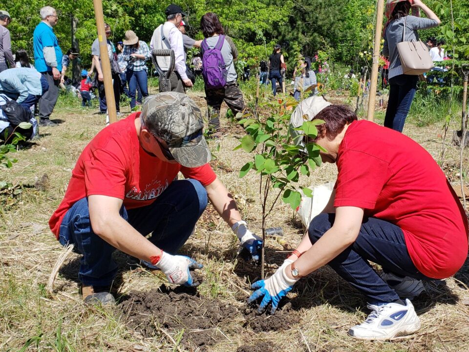 Green Day Tree Planting